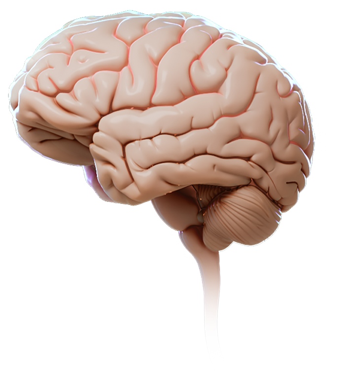 3D artistic representation of the human brain showing the side view of the cerebrum, cerebellum, and brainstem.