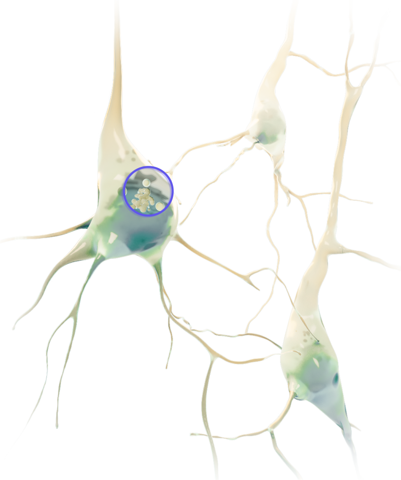 3D artistic representation of three human neurons. The neuron bodies are slightly translucent, showing a hint of the organelles within. Two of the background neurons fade into the distance. The foreground neuron has a small keyhole inset over its body, revealing the interior structures of the cell – namely the Trans-Golgi network and various endosomes and lysosomes.