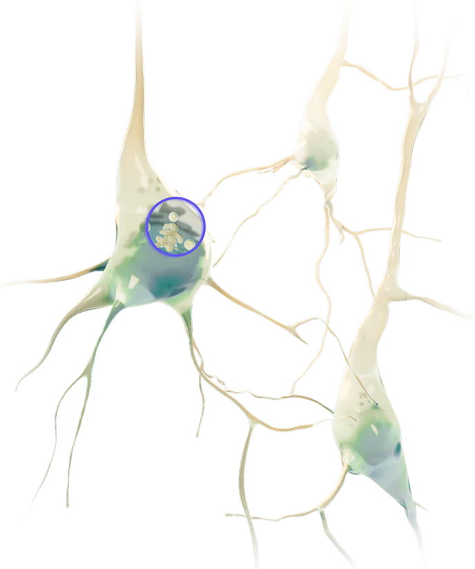3D artistic representation of three human neurons. The neuron bodies are slightly translucent, showing a hint of the organelles within. Two of the background neurons fade into the distance. The foreground neuron has a small keyhole inset over its body, revealing the interior structures of the cell – namely the Trans-Golgi network and various endosomes and lysosomes.