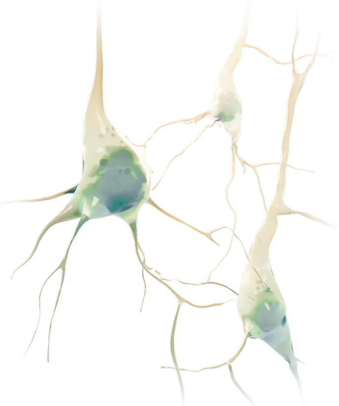 3D artistic representation of three human neurons. The neuron bodies are slightly translucent, showing a hint of the organelles within. Two of the background neurons fade into the distance.