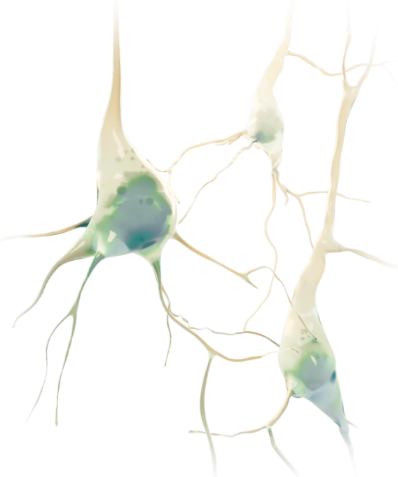 3D artistic representation of three human neurons. The neuron bodies are slightly translucent, showing a hint of the organelles within. Two of the background neurons fade into the distance.